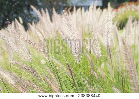 Setaceum Pennisetum Or Gramineae Grass