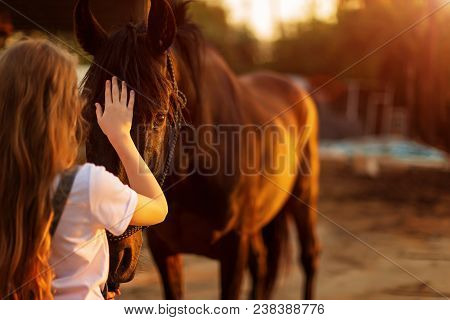 Wild Mustang And The Girl In Green Forest. The Concept Of Love And Trust Between Human And Animal.