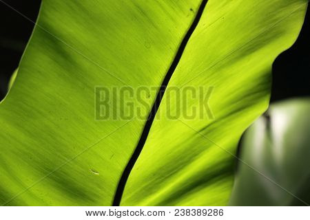 Green Leaf As Background Or Texture