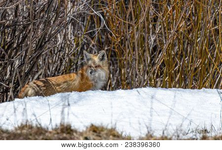 A Red Fox Hunting In A Snowy Field