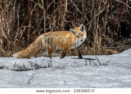 An Intrigued Red Fox Hunting For Prey