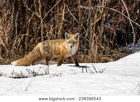 A Red Fox Hunting For Food In The Middle Of The Day