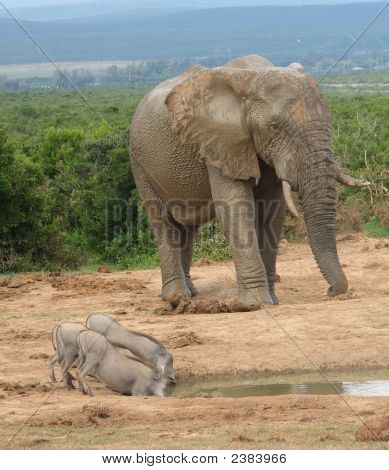 Bull слон в Waterhole