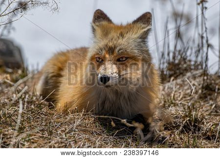 A Red Fox Hunting For Food In The Middle Of The Day