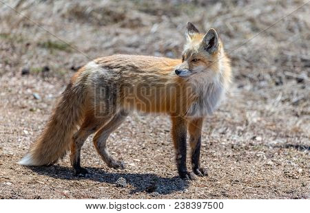 A Red Fox Hunting For Food In The Middle Of The Day