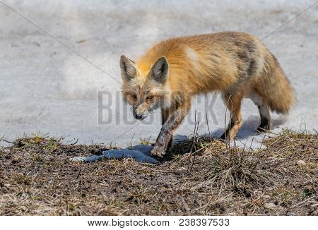 A Red Fox Hunting For Food In The Middle Of The Day
