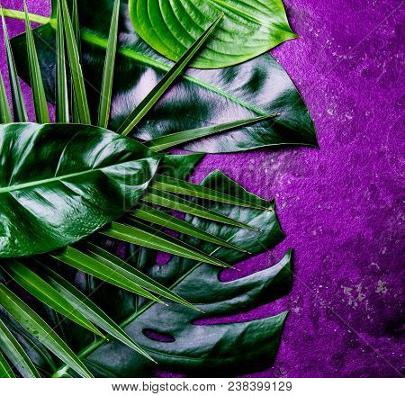 Creative Tropical Leaves Background. Trandy Tropical Leaves On Ultra Violet Slate Background - Color