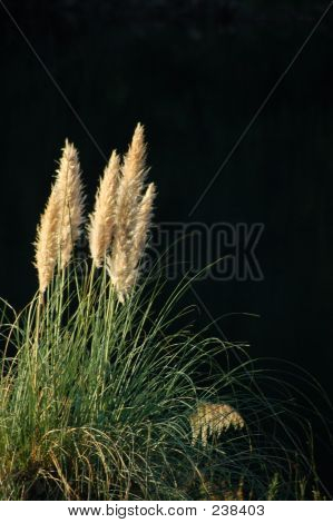 Reed Grass da stagno