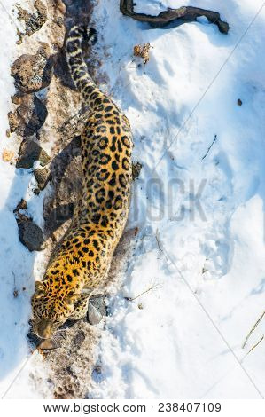 Seaside Leopard, Aggressive Animal Walks On Snowy Ground, Big Beautiful Striped Leopard. Winter