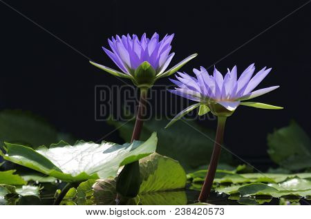 Nymphaea Nouchali, Known As Red And Blue Water-lily, Blue Star Water-lily, Is An Aquatic Flowering P