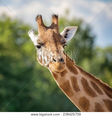 Front on view of a giraffe against green foliage and blue sky background. 