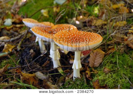 Sienet metsässä