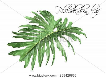 Vector Realistic Illustration Of Tropical Philadendron Leaf Isolated On White Background. Exotic Des