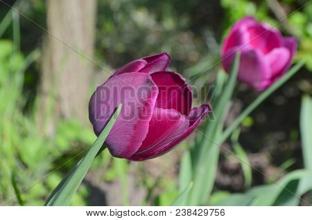 A Beautiful Purple Tulip Of Aesculapius Variety In Nature