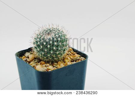 Cactus In Black Plastic Pot On A White Background