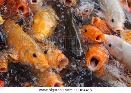 Fish Fighting For Food