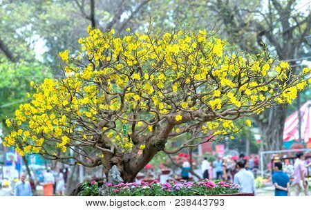 Ho Chi Minh City, Vietnam - February 16, 2018: Apricot Tree Blooming With Yellow Flowering Bonsai Br
