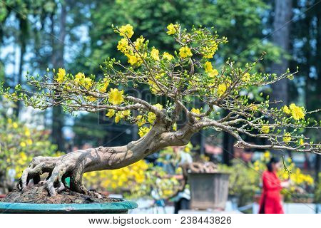 Ho Chi Minh City, Vietnam - February 16, 2018: Apricot Tree Blooming With Yellow Flowering Bonsai Br