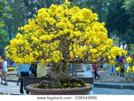 Ho Chi Minh City, Vietnam - February 16, 2018: Apricot Tree Blooming With Yellow Flowering Bonsai Br