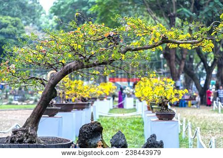 Ho Chi Minh City, Vietnam - February 16, 2018: Apricot Tree Blooming With Yellow Flowering Bonsai Br