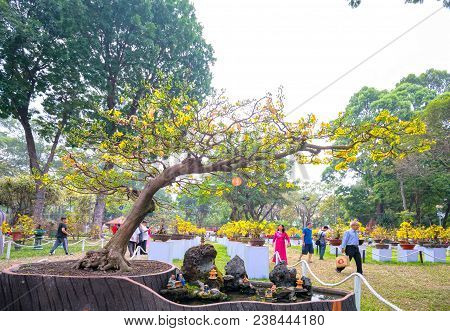 Ho Chi Minh City, Vietnam - February 16, 2018: Apricot Tree Blooming With Yellow Flowering Bonsai Br