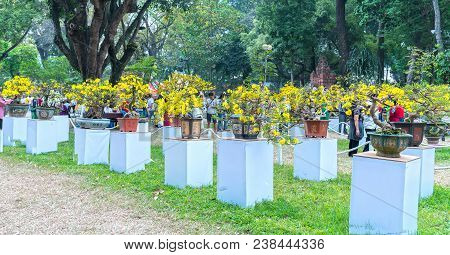 Ho Chi Minh City, Vietnam - February 16, 2018: Apricot Tree Blooming With Yellow Flowering Bonsai Br