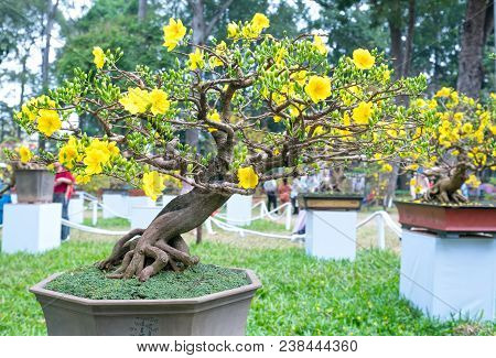Ho Chi Minh City, Vietnam - February 16, 2018: Apricot Tree Blooming With Yellow Flowering Bonsai Br