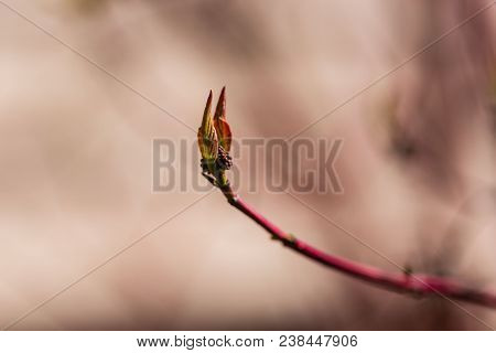 Signs Of Spring - The Schrubs Are Waking Up And Buds Are Growing
