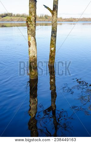 Trees In The Water On A Spring Time