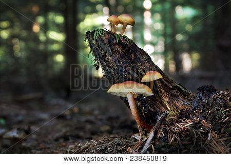 Sulphur Tuft (hypholoma Fasciculare) On The Stump In Summer Forest