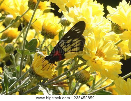 Red Breast Jezebel Foraging (delias Acalis) On Yellow Flower, Phokara Nepal