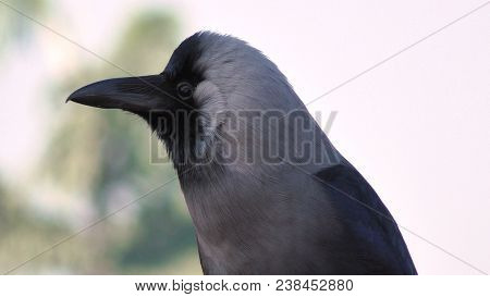 Jackdaw Observing Competitors From His Roost, Bhaktapur Nepal