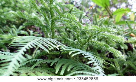Ferns In Humid Altitude Forest Of Dhampus, Nepal