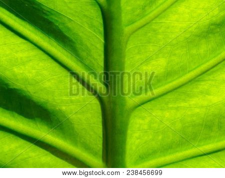 Close Up Shot Of Green Leaf Organic Texture With Midrib, Vein, And Small Netted Vein In Pattern Or A