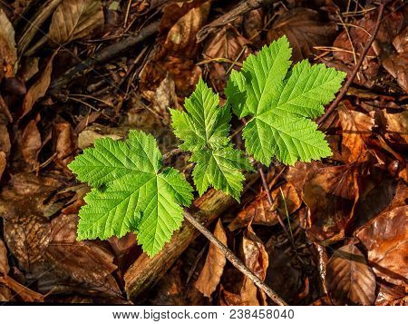 Growing Sycamore At The Foliage Of Forest In Morning, Spring Light. In Background Rotten Bedding.
