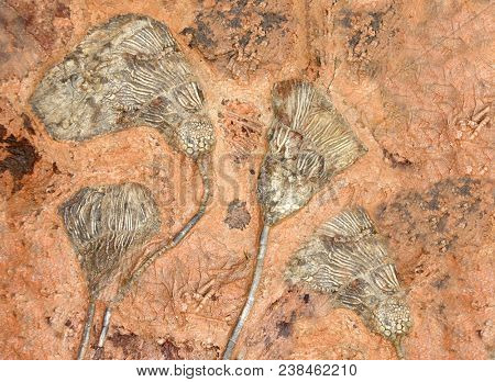 Petrified fossil crinoids (sea lilies, featherstars) in stone