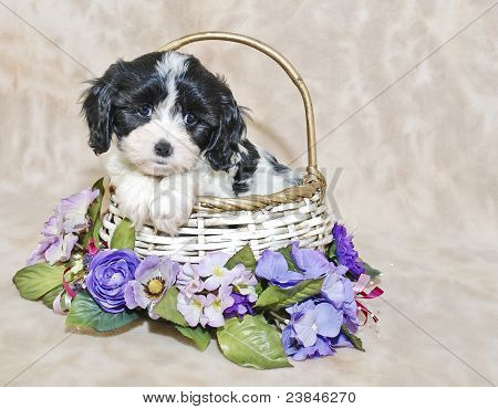 Szczeniak Cavachon