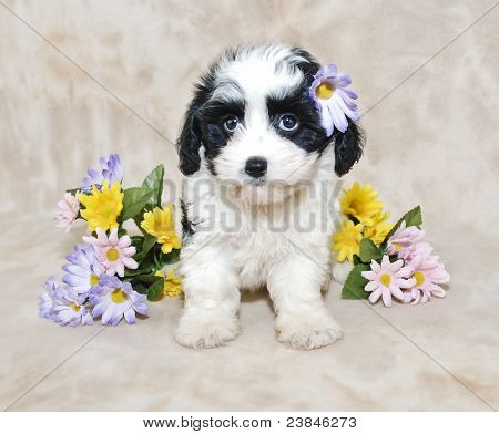 Szczeniak Cavachon