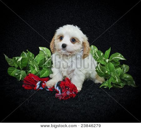Szczeniak Cavachon