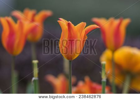 Orange Tulip Stands Tall In Spring Flower Bed