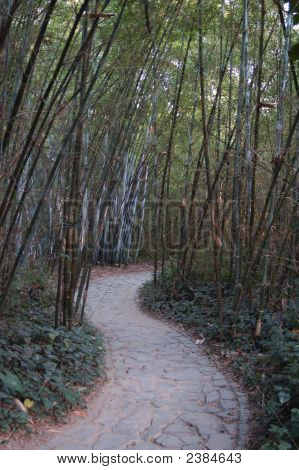 Bamboo Forest
