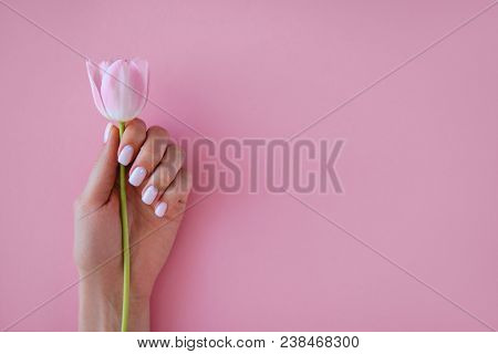 Beautiful Stylish Female Manicure. Tulip Flower. Pink Background.