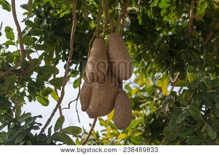 Inedible Fruits Of Evergreen Sausage Tree, Kigelia Africana, Food For Savannah Animals.