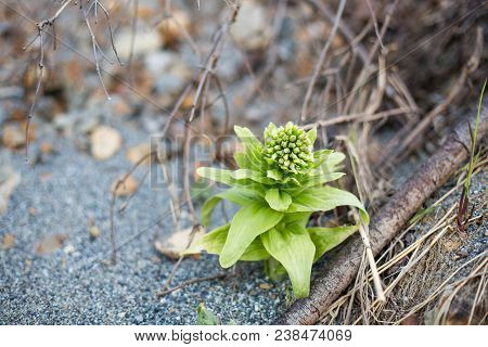 Image Of Wild Green Butterbur Sprout In Spring Season . Beautiful Flower Called Petasites Amplus Or 