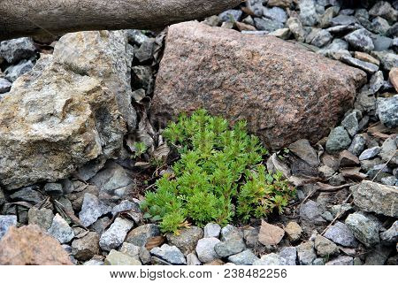 Amazing Landscape Of Some Grass Surrounded With Scattering Stones