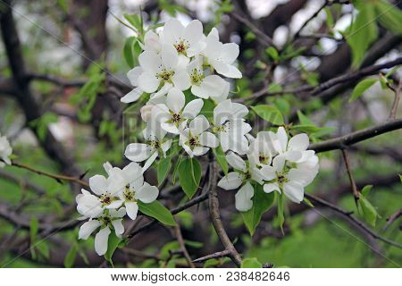 Amazing Closeup Image Of An Apple Blossom