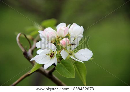 Amazing Closeup Image Of An Apple Blossom