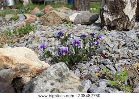 Some Blue Violets And Green Grass On The Stones Are Growing In Spite Of Everything