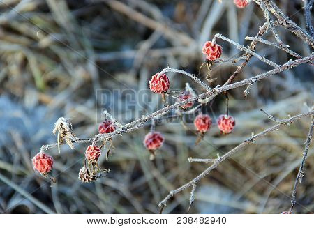 A Branch Of Frozen Red Berry Of Dogrose In Spring