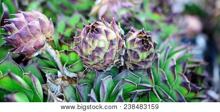 House Leek, Succulent Plant, Semper Vivum,